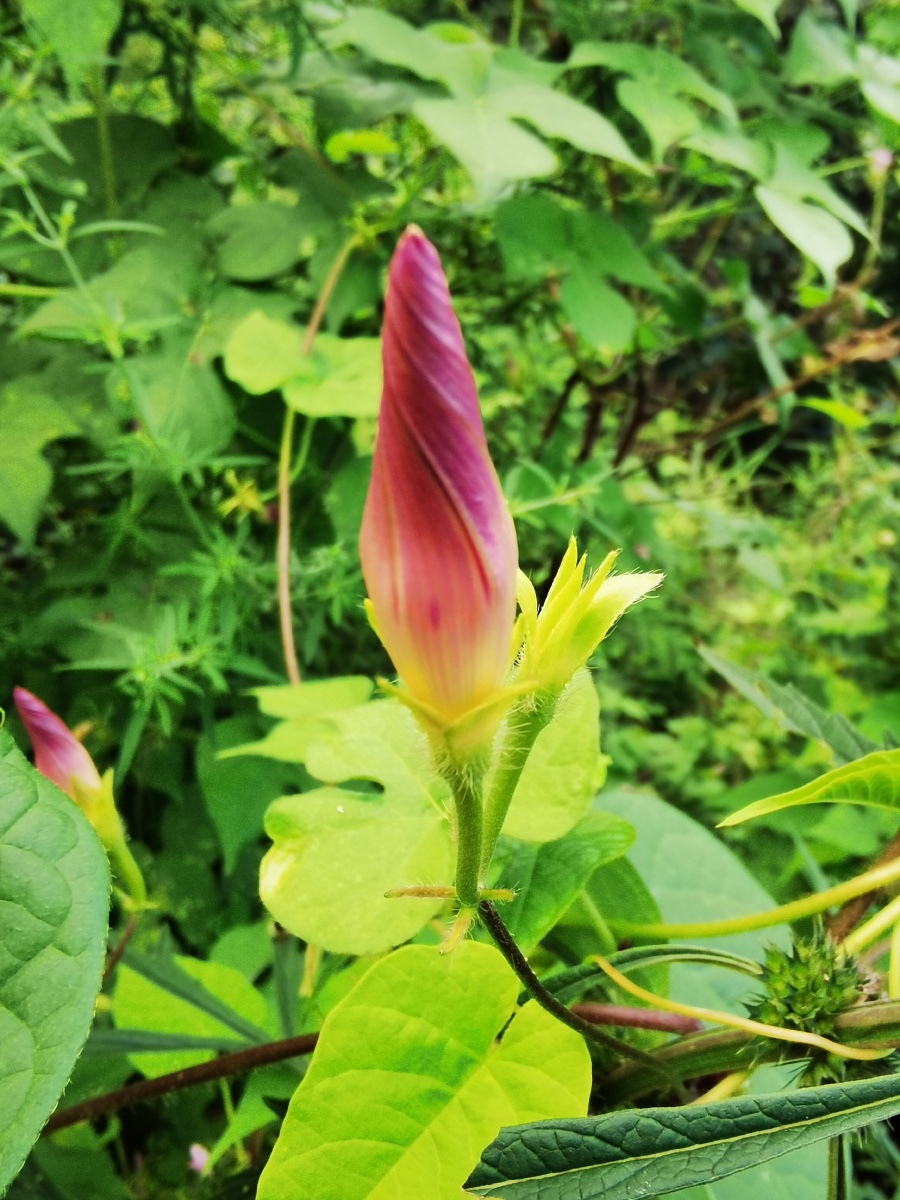 竹香雨影68 - 图虫