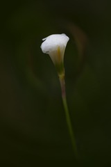 1230824