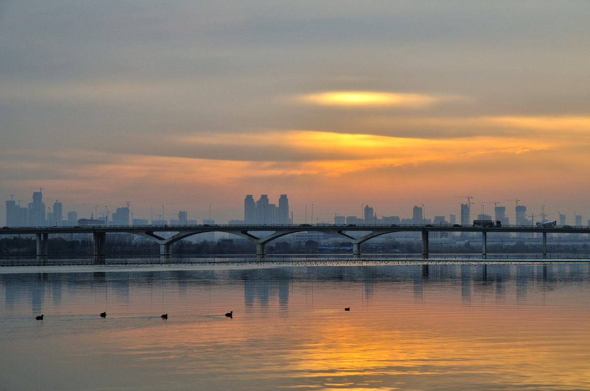 春江水暖鸭先知武汉南太子湖的清晨几只野鸭在湖面上悠闲的游着