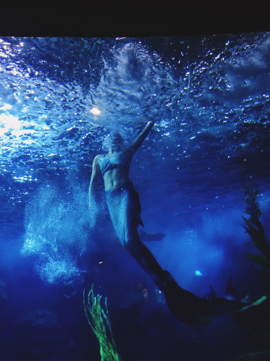 武汉东湖海洋馆的美人鱼 - 黑眼圈大过熊猫眼 - 图虫