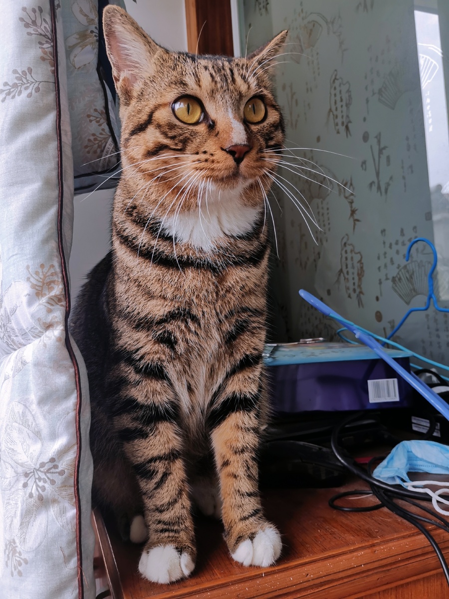 中华田园猫之狸花猫