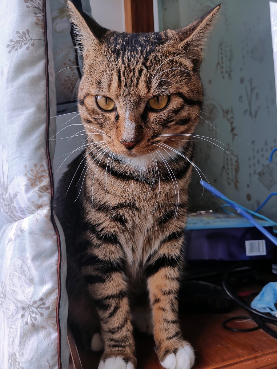 中华田园猫之狸花猫