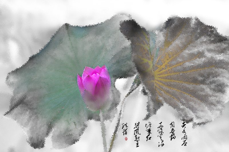 画意荷花(后期) - 摄影师159766779530845