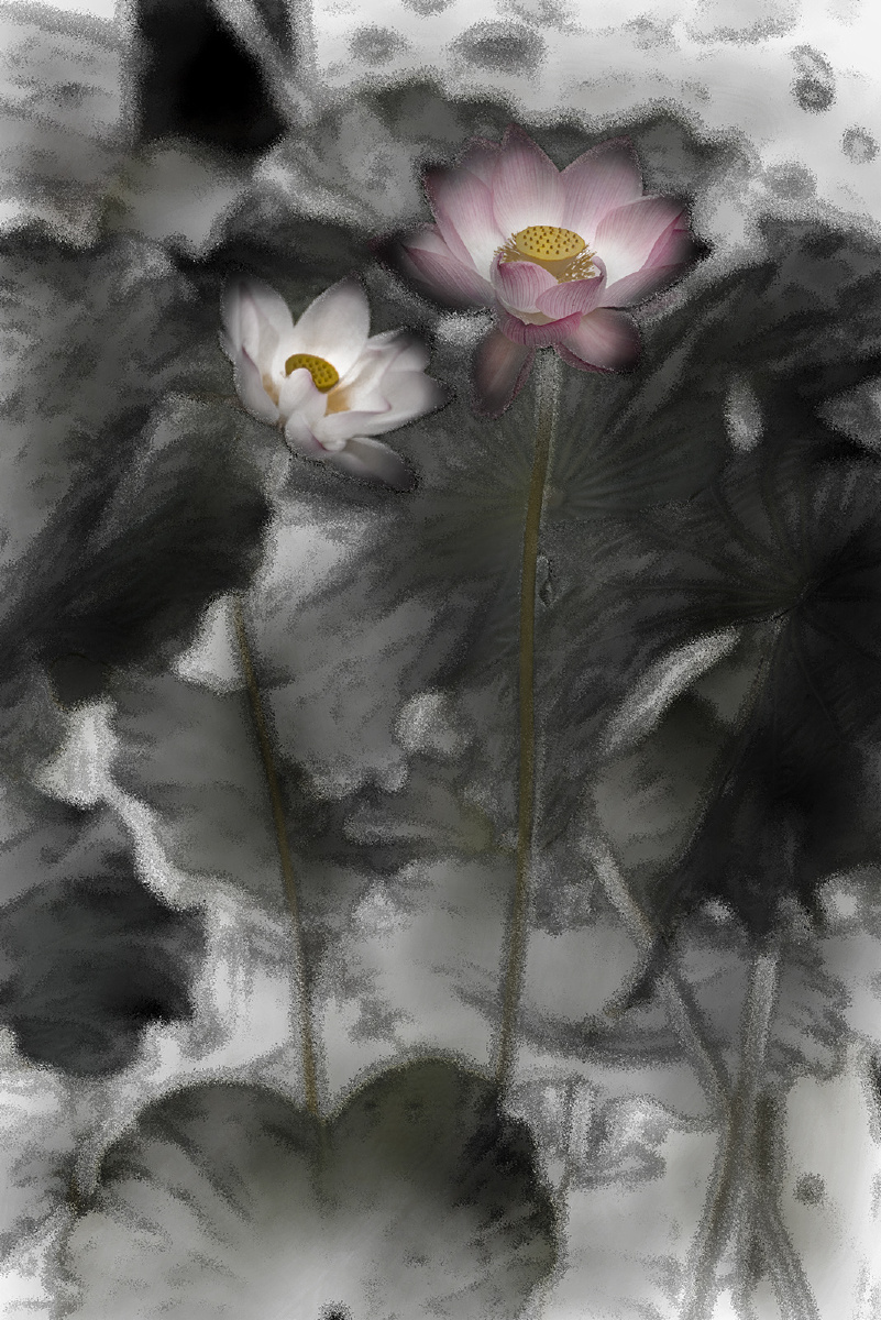 画意荷花(后期) - 摄影师159766779530845