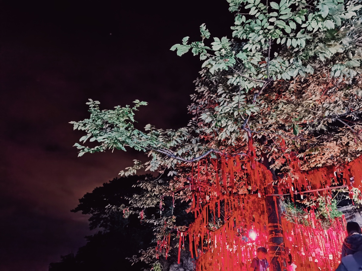 姻缘树以红布系住有缘人的脚步留驻缘