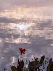 1000017037