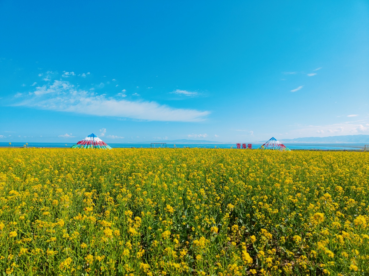 花儿在蓝天下绽放