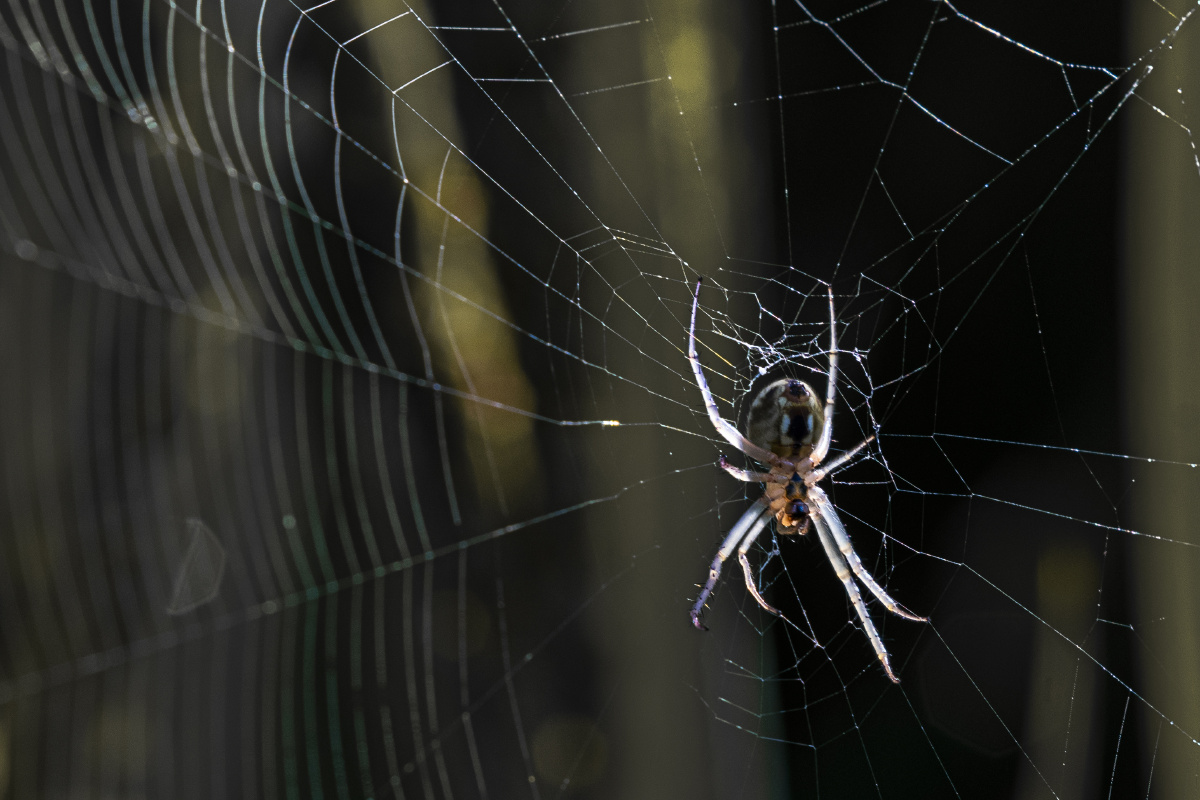 清晨田地里的一只蜘蛛,在太阳光下晒太阳