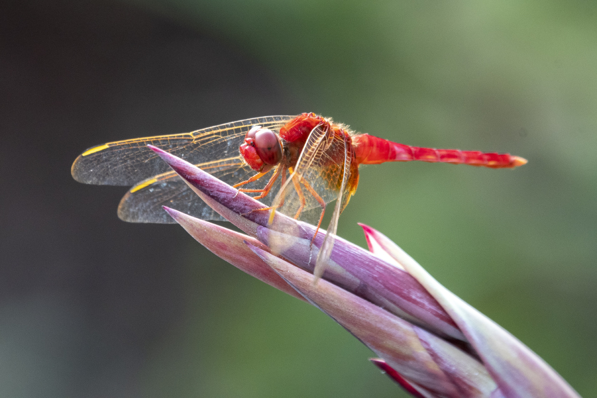 清晨发现一只红蜻蜓在美人蕉上停留着那么的和谐优雅
