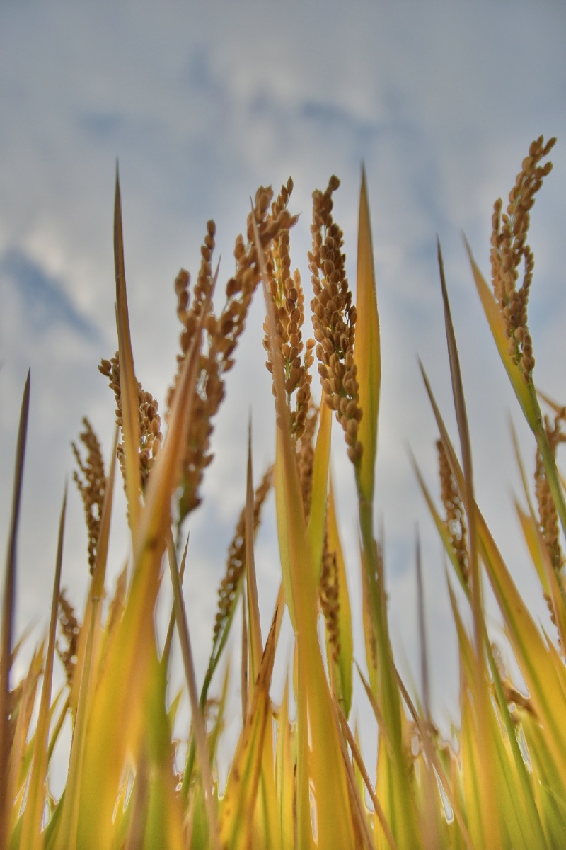 水稻#丰收#秋天#收获#金黄色#大米#稻草#田野#户外#谷类#乡村#稻穗