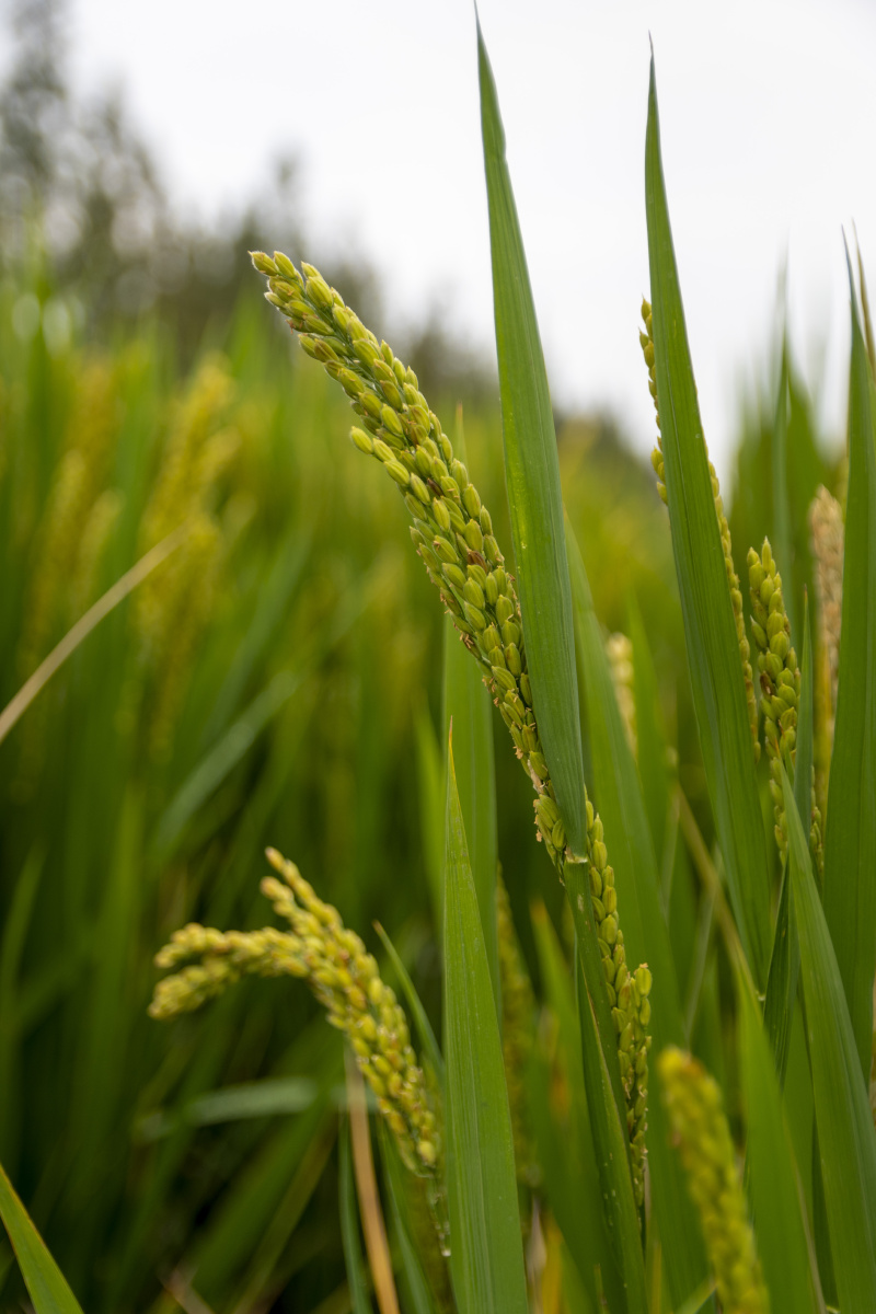 稻花香里听丰年水稻#秋天#丰收#稻花香#大米#农业#谷类#农业# - 格林