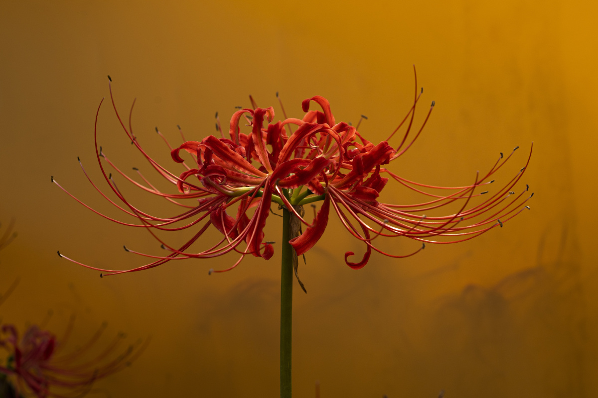 彼岸花#毛毛虫#植物#微距#特写#秋天#尼康#花开# - 格林君 - 图虫