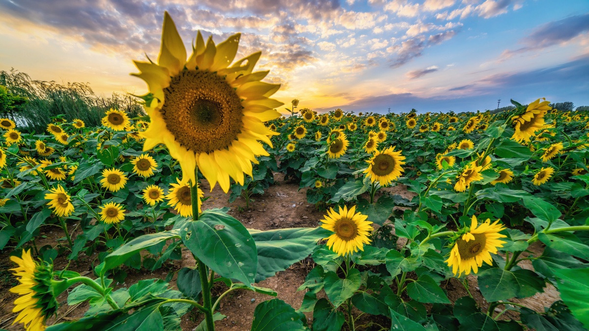 种满向日葵的天堂 - 暴哥2008 - 图虫网 - 优质摄影师交流社区