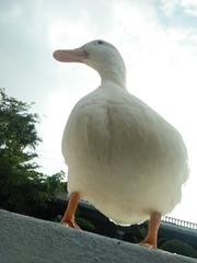 1551