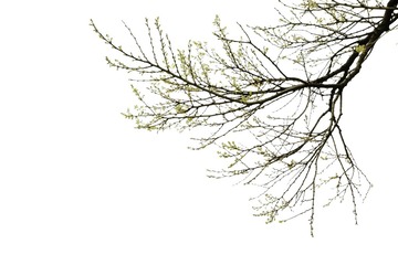1000864568