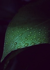 1000080225