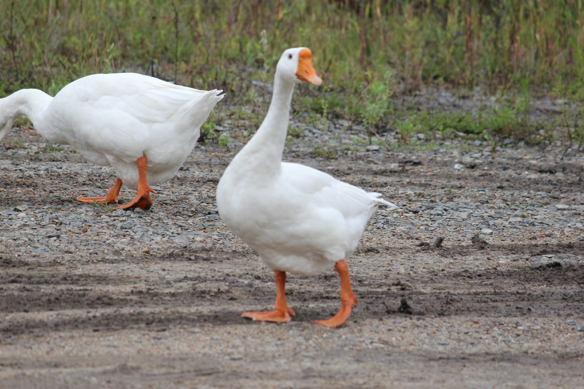 鹅鹅鹅大肥鹅现在已经在我肚子里了