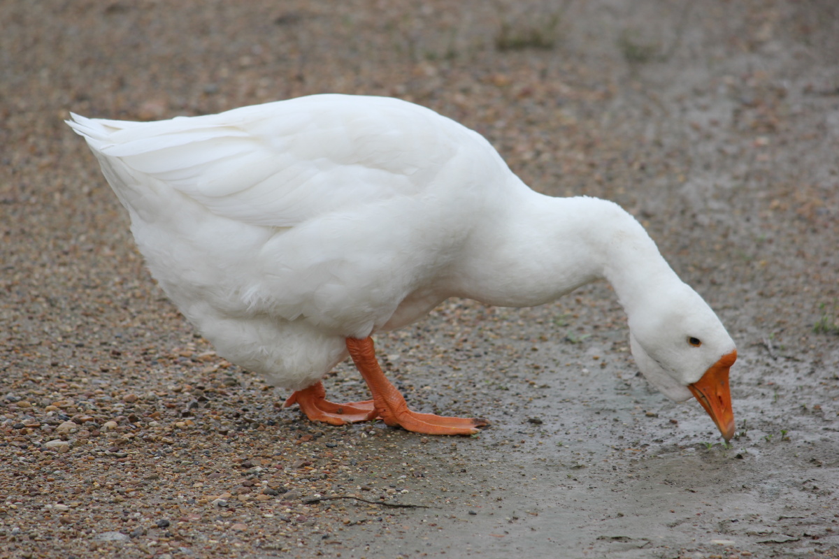 鹅鹅鹅大肥鹅现在已经在我肚子里了
