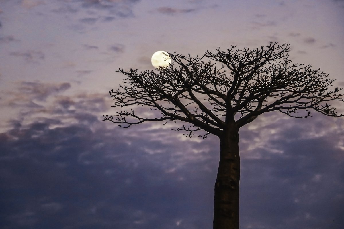 中秋圆月马达加斯加穆龙达瓦猴面包树