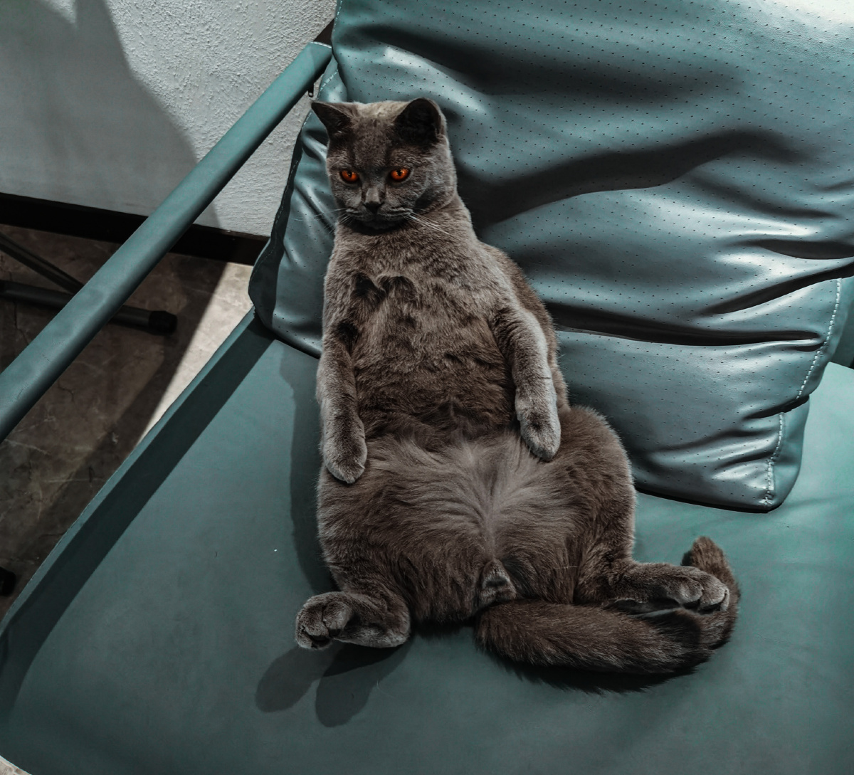 猫瞧我的肱二头大佬坐姿