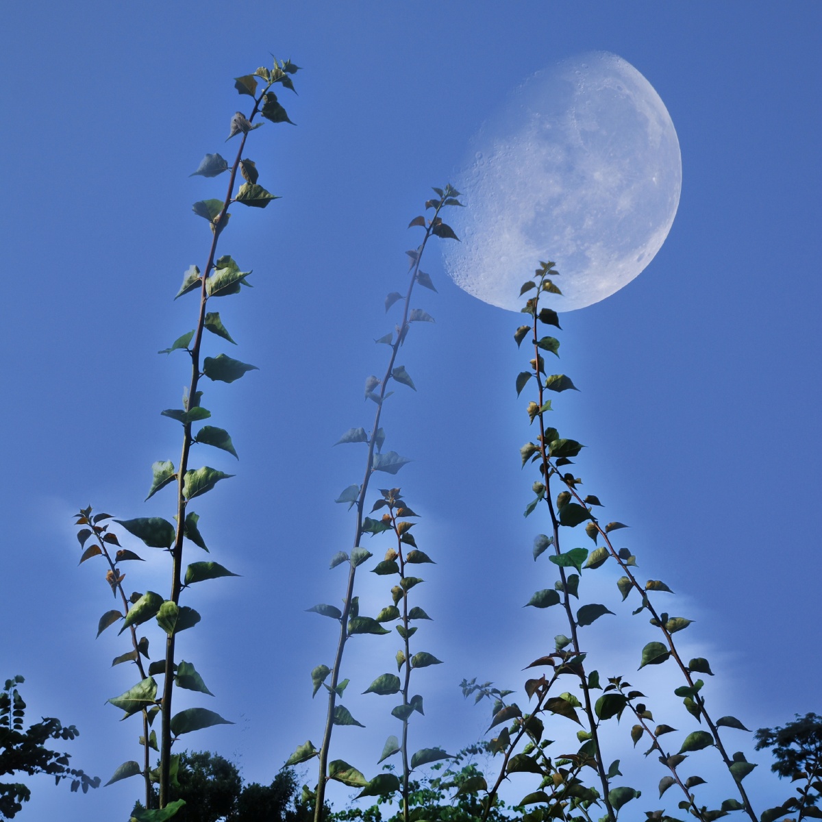 月明星稀的夜晚