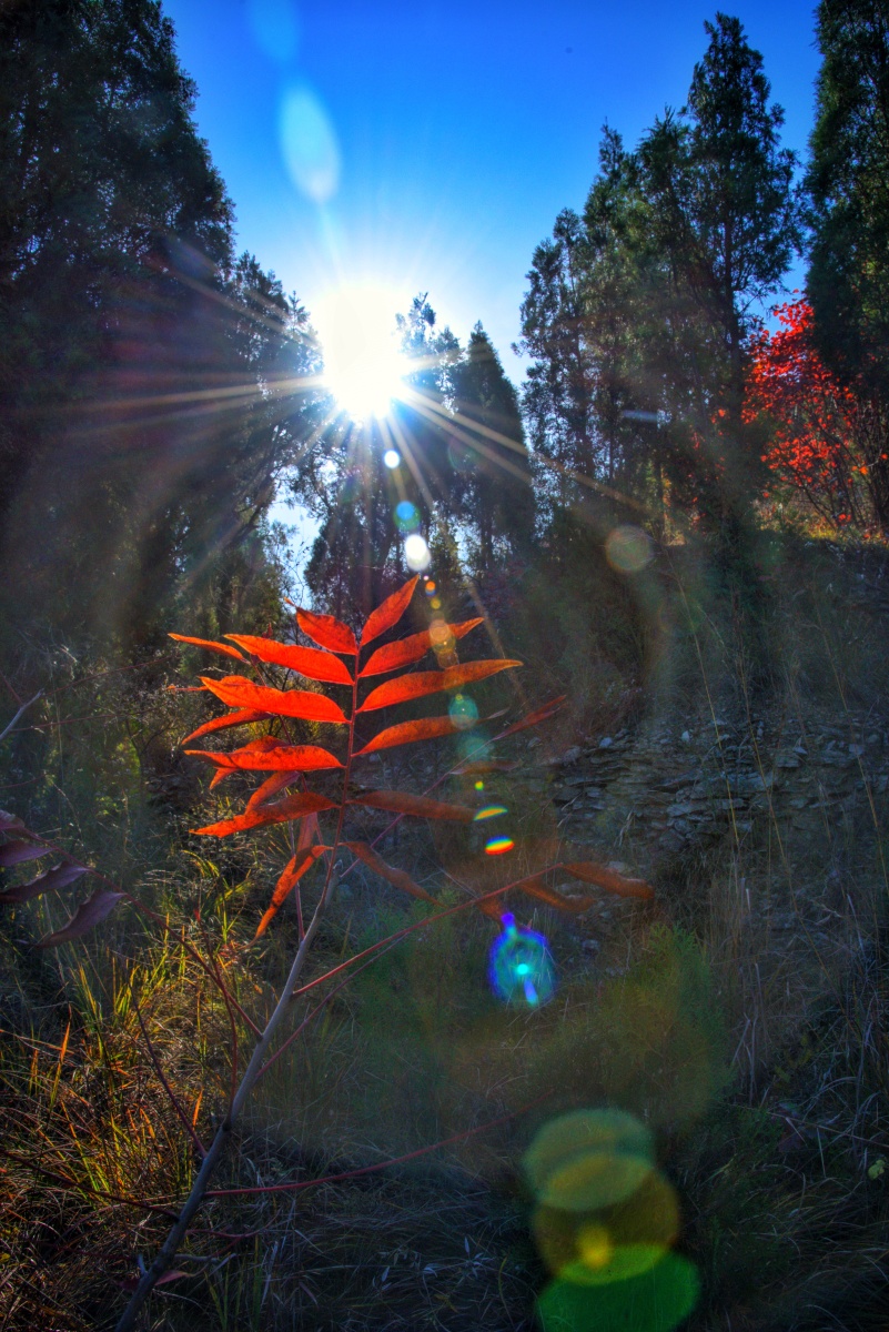 艳阳高照红叶美