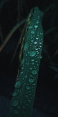2917248