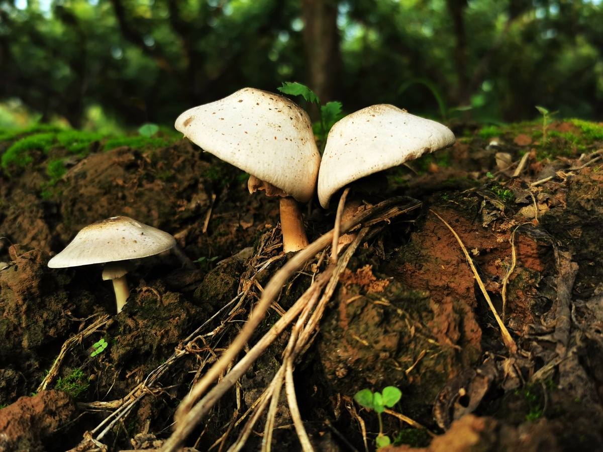 1/1中国水下摄影蘑菰木#苔藓毒菌秋季还没有人打赏,快来当第一个打赏