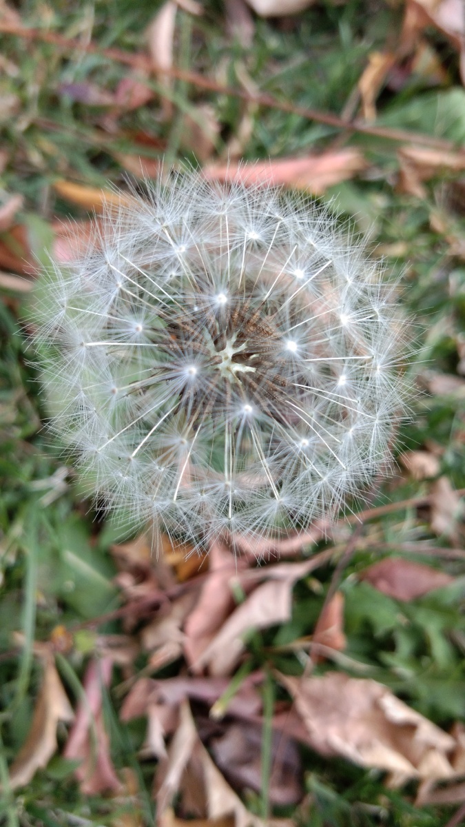 秋天的蒲公英发个库存