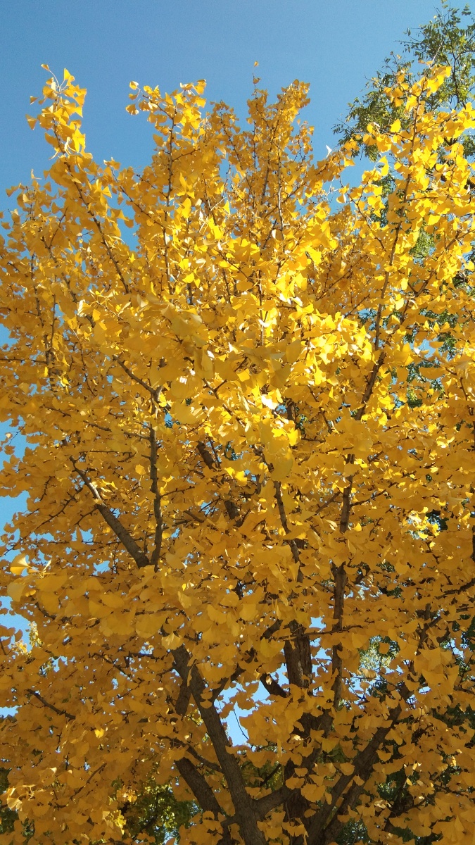 晚秋银杏树叶子黄了真美