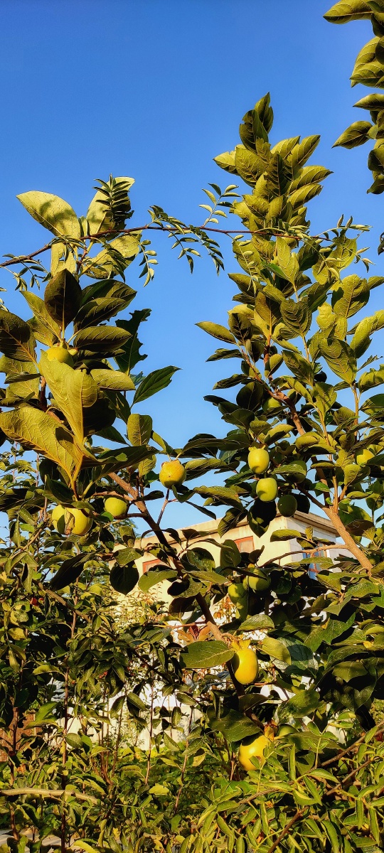 柿子树上的青柿子