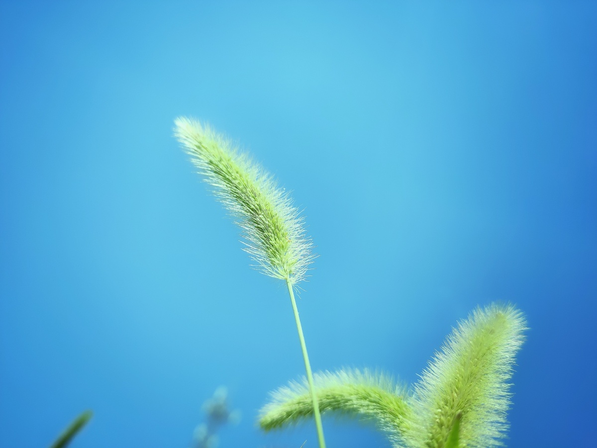 今天拍的狗尾草手机摄影和后期还需要深度细致的学习手机摄影第28天