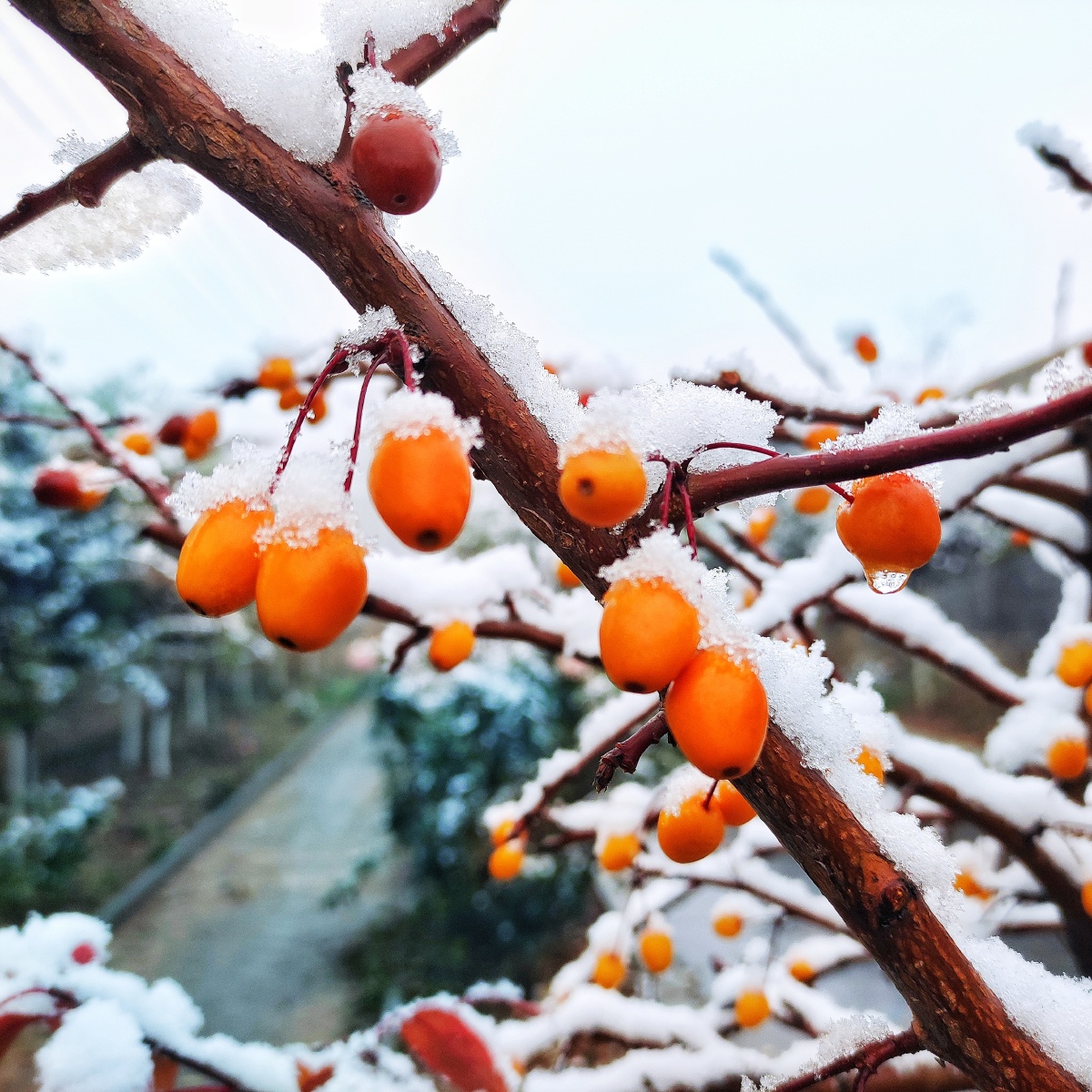 海棠果树上的雪景