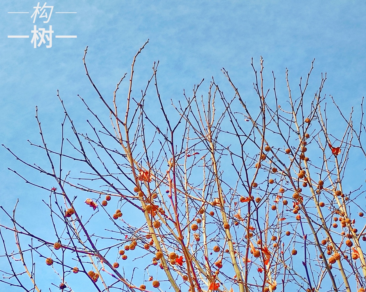 冬天的构树