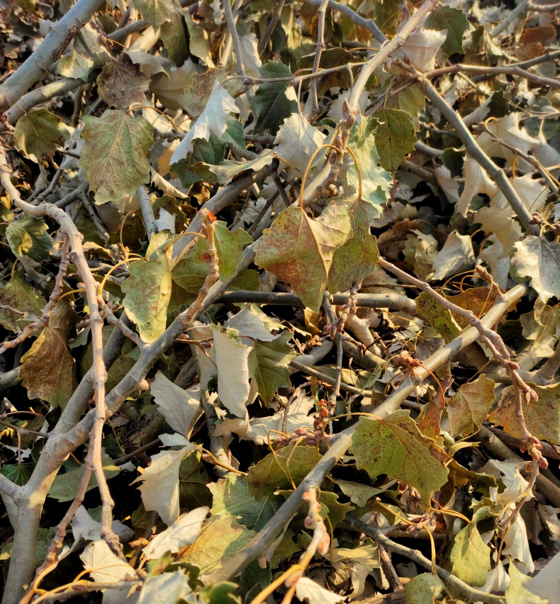 伐树伐下来的杨树枝