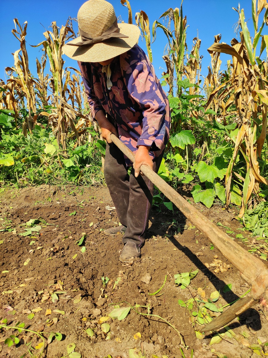 在地里刨花生的农民