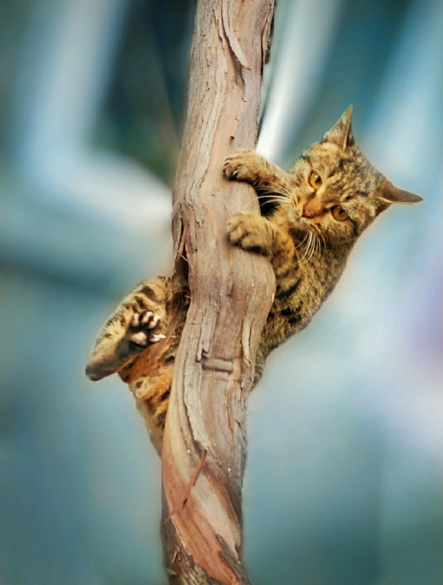 淘气的猫咪爬到葡萄树上和绳子上去了