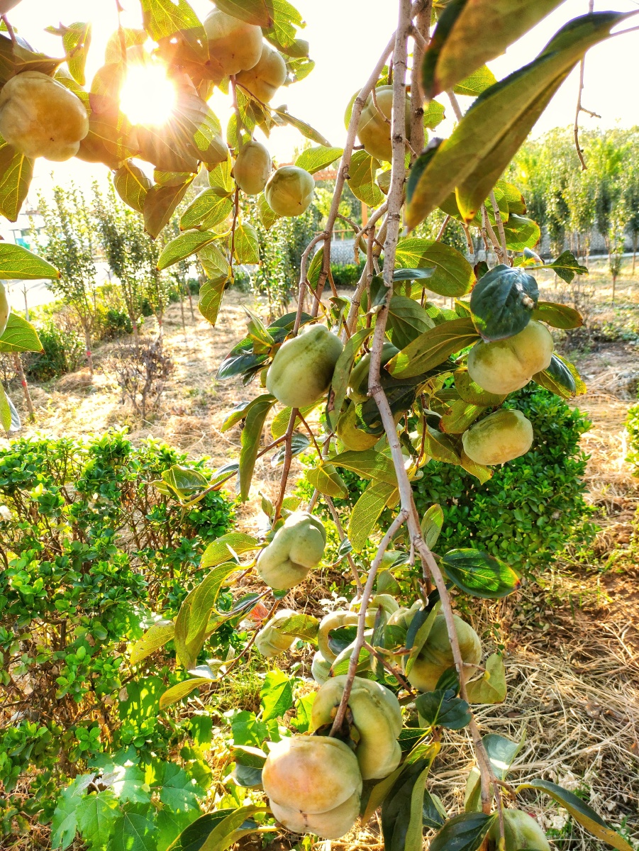 柿子树上的青柿子
