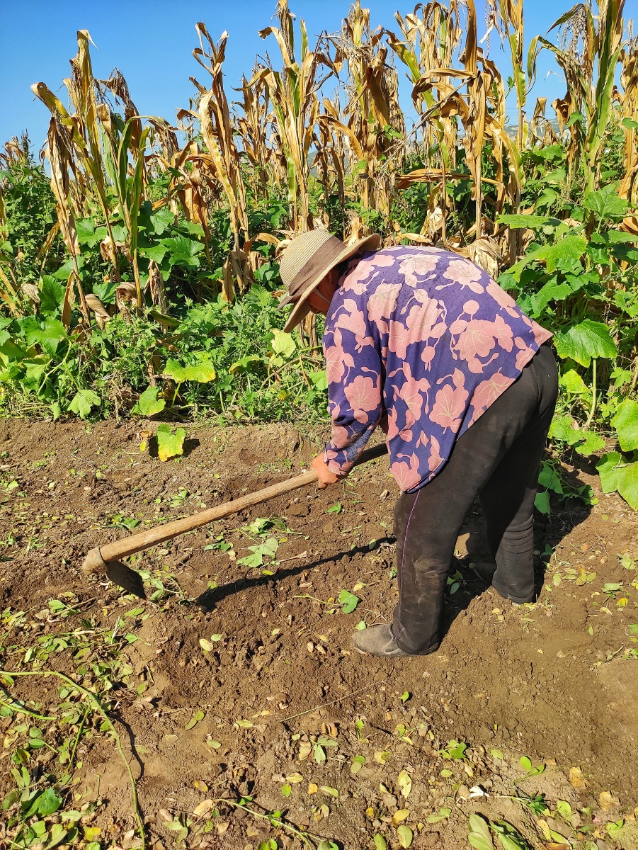 在地里刨花生的农民