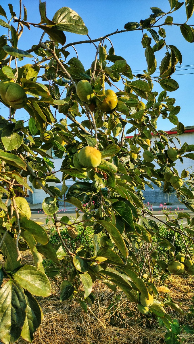 柿子树上的青柿子