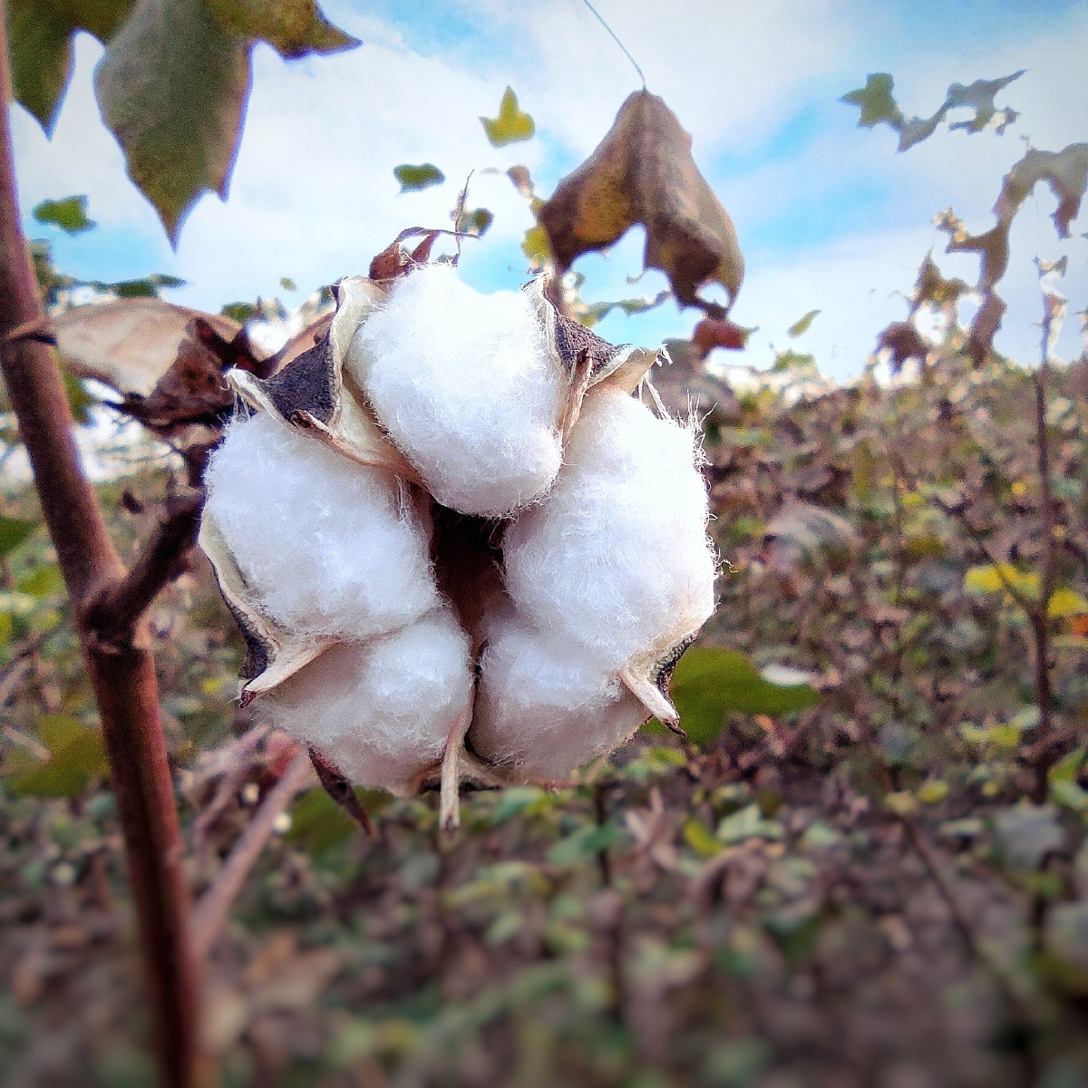 这棉花,远看像一颗星星,近看像一朵白色的玫瑰花.