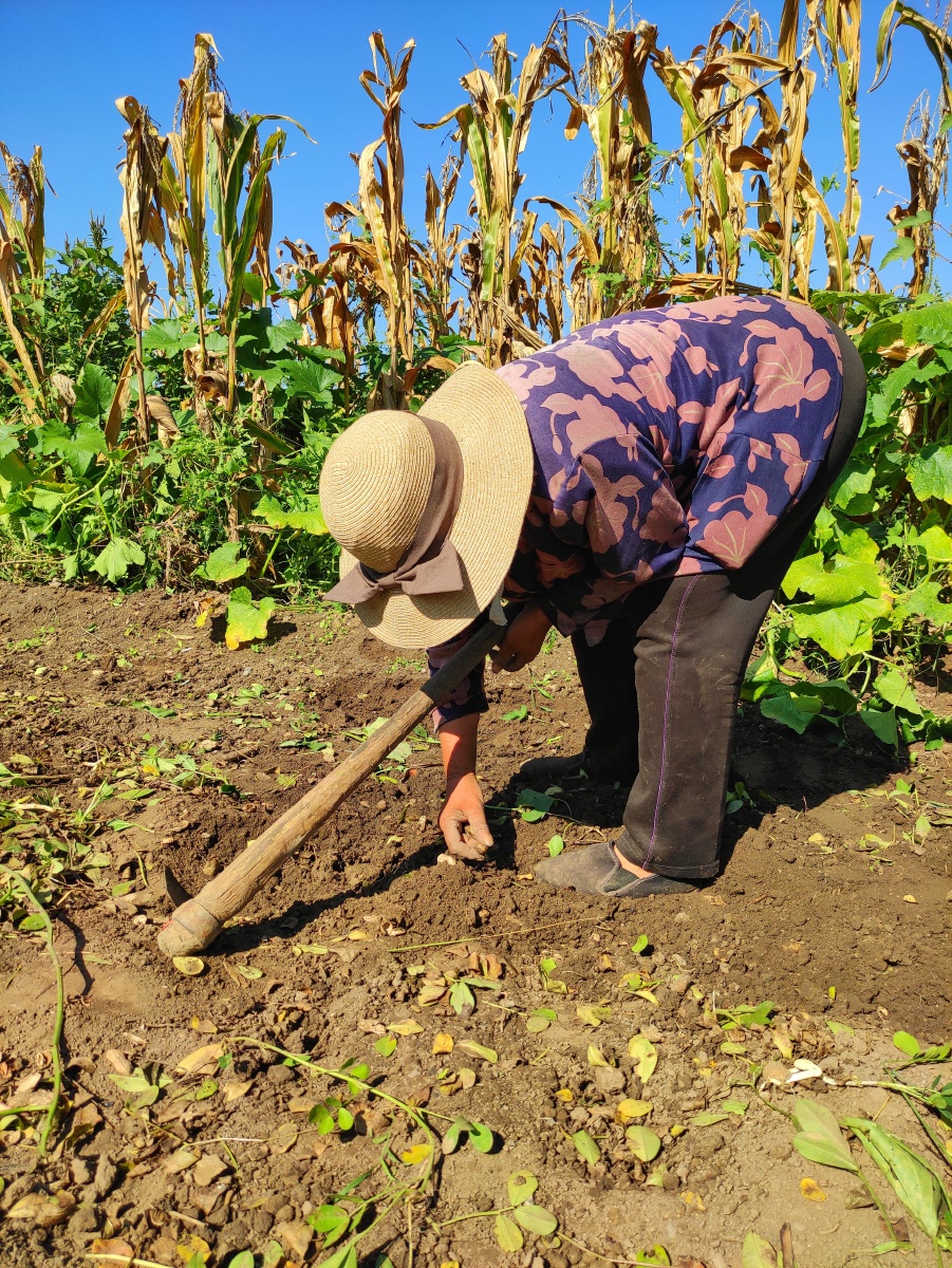 在地里刨花生的农民