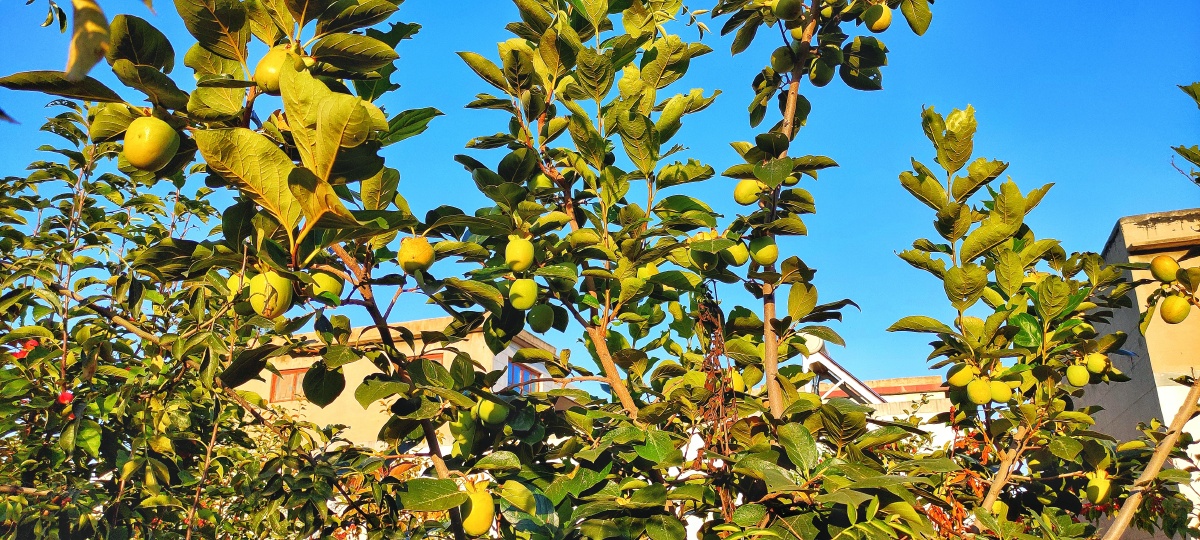 柿子树上的青柿子