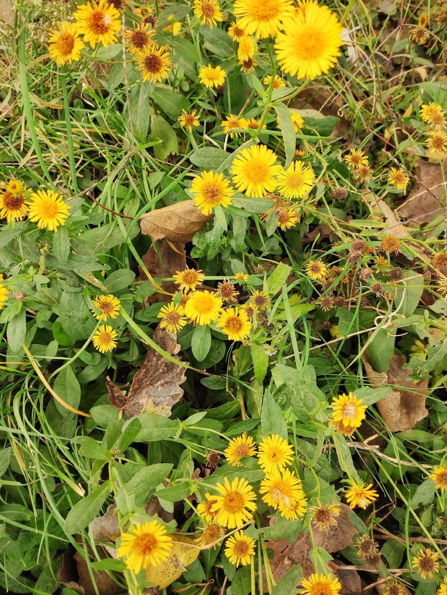旋覆花花名旋覆者花圆而覆下别名金佛花金佛草金沸花金沸草六月菊小