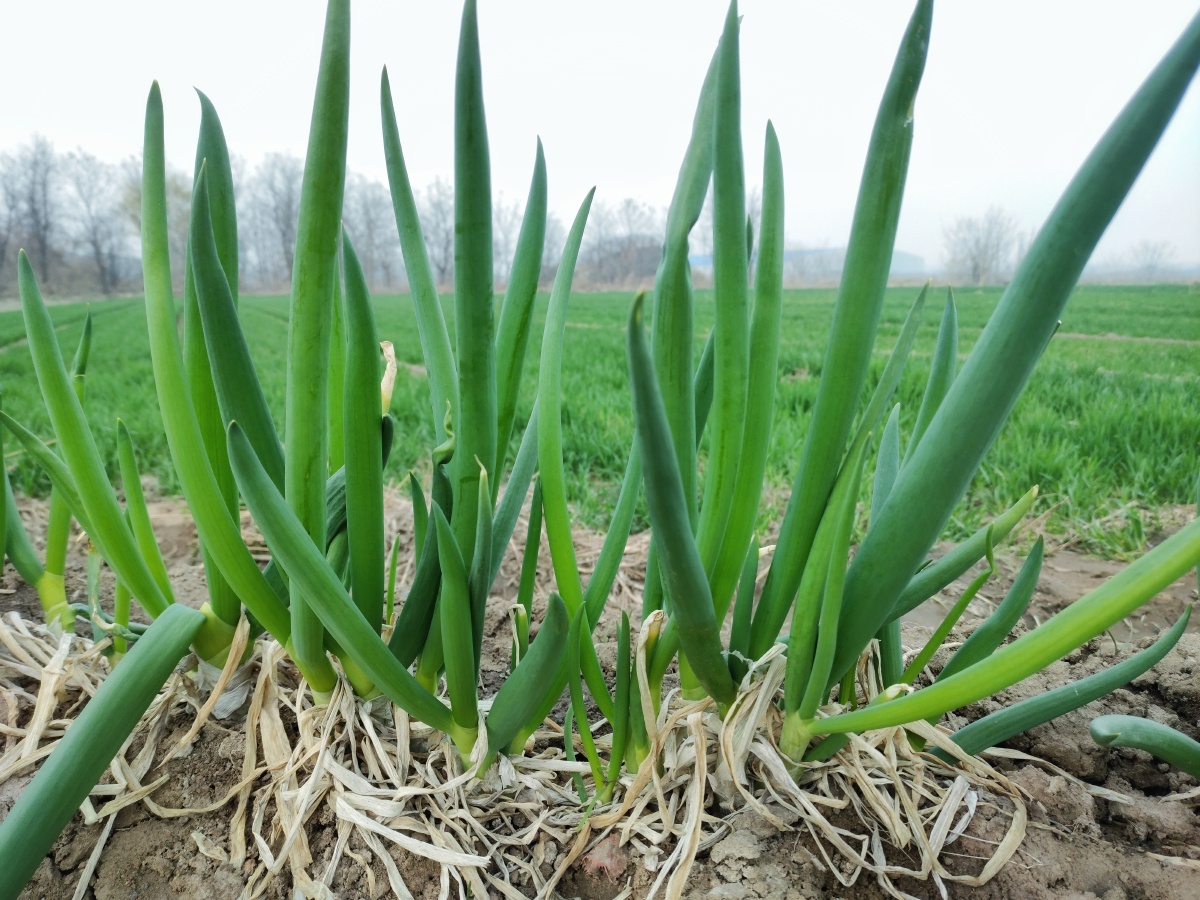 我家地里种植的大葱天然酵素有机种植的无化肥农药