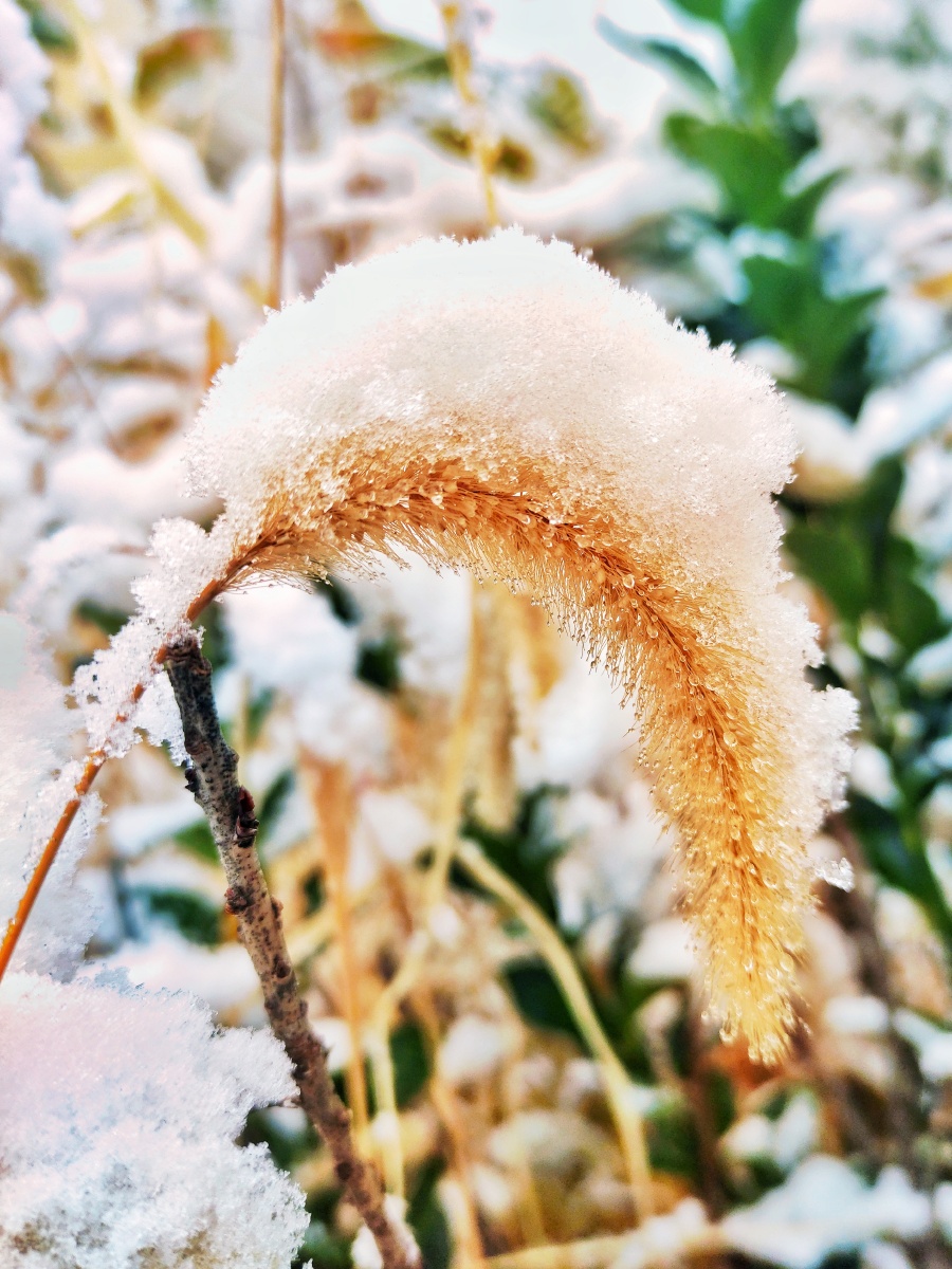 雪中狗尾草