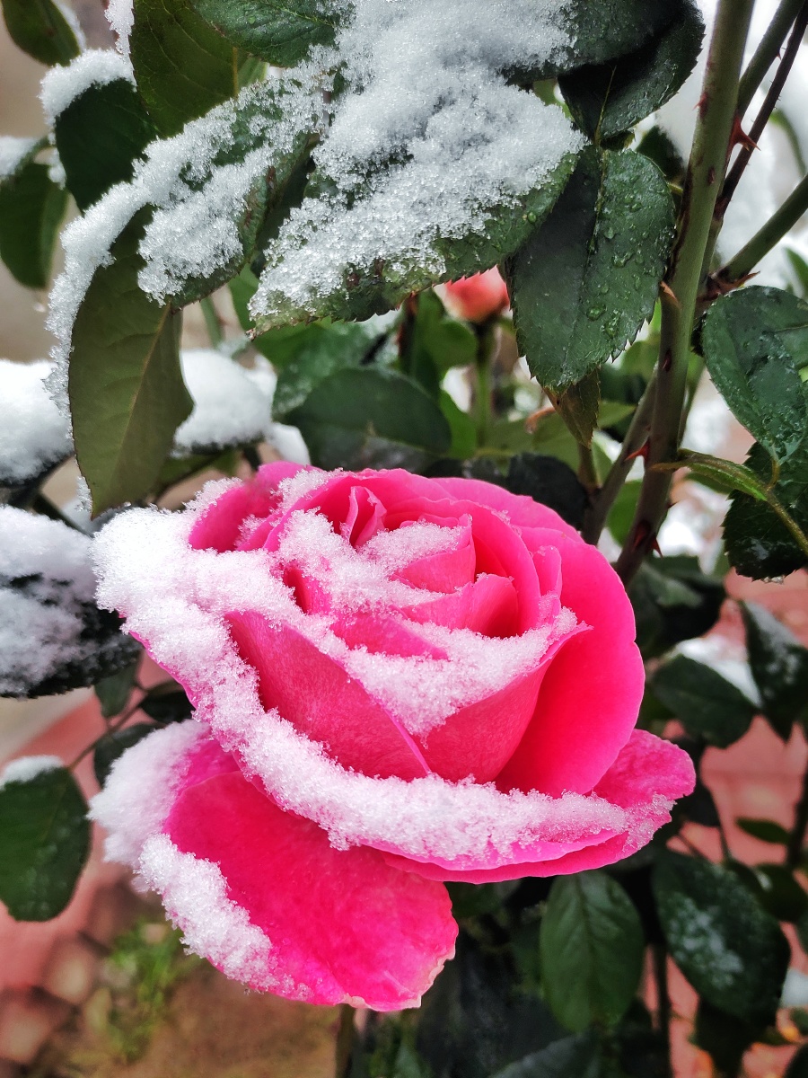 雪中的月季花雪中花花中学