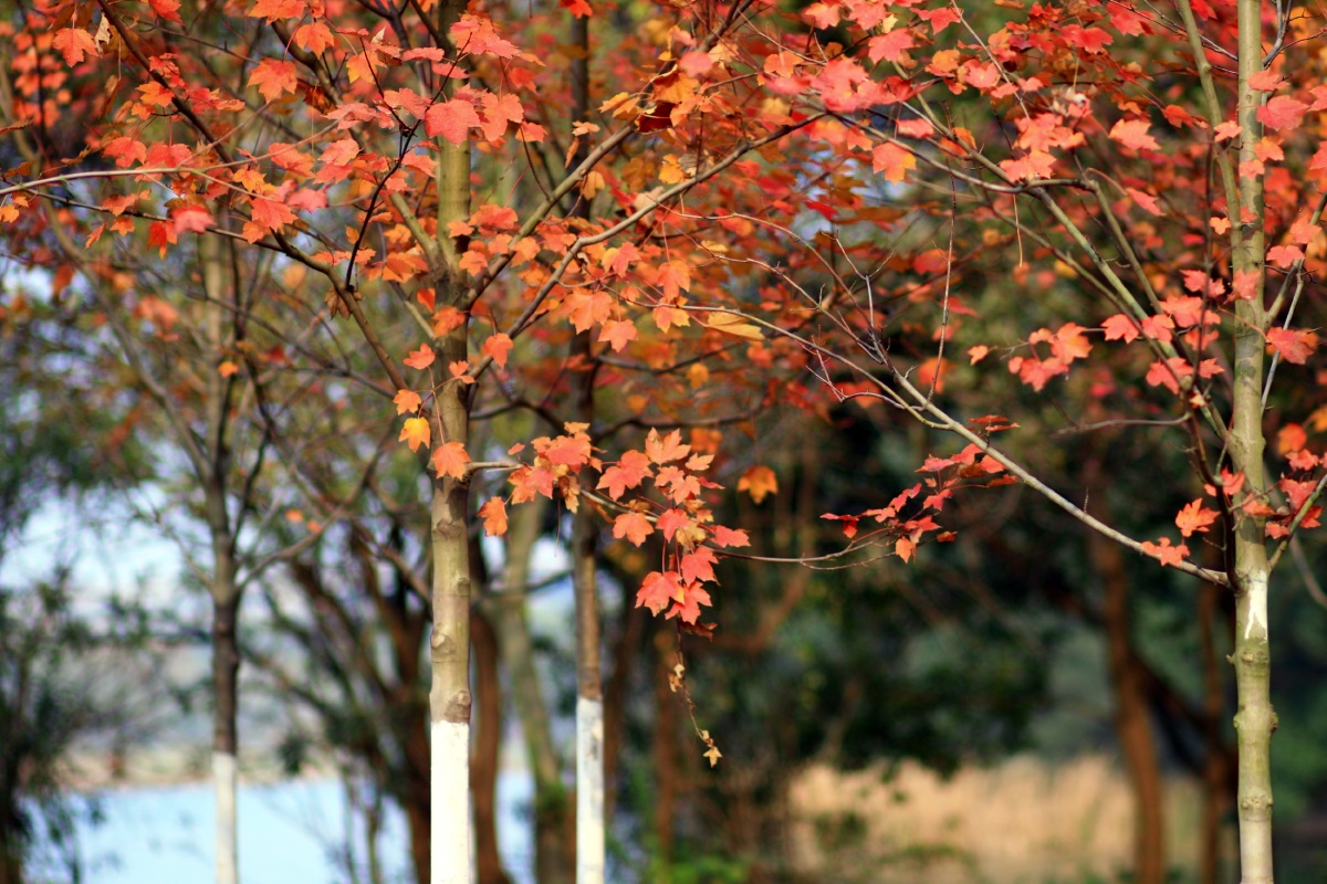 秋过了,还留残红