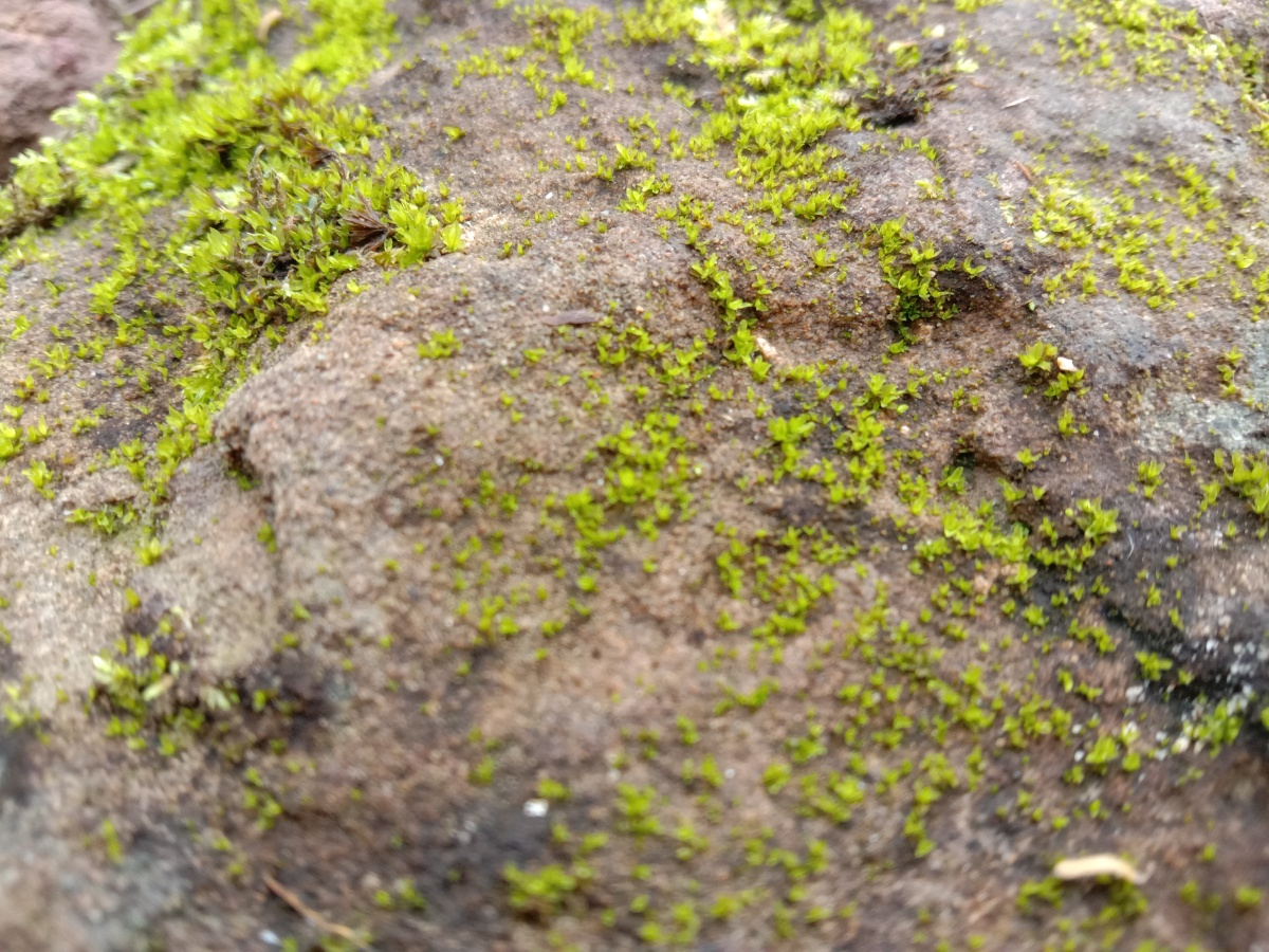 石头上的小青苔