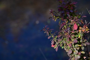 138035